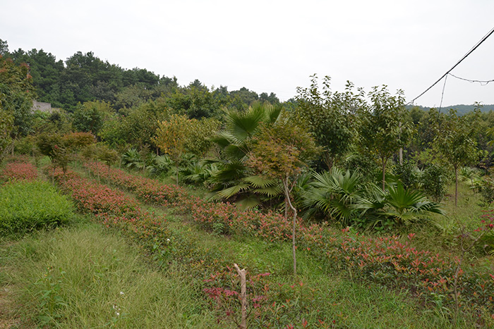 種植基地