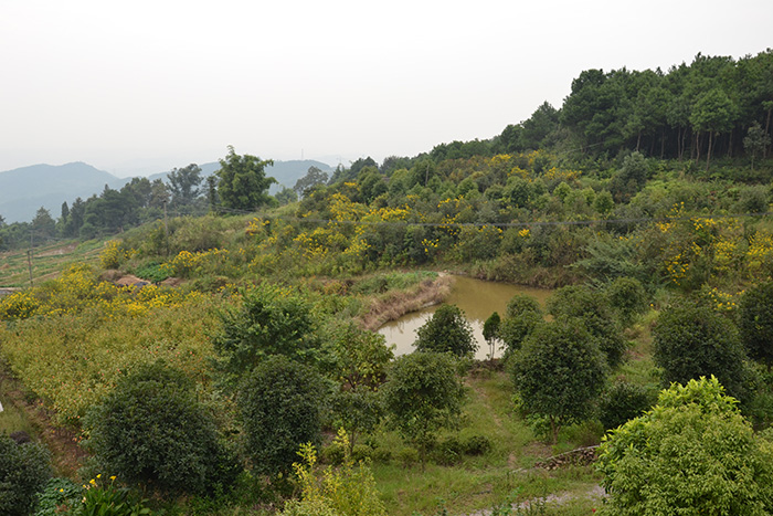 種植基地