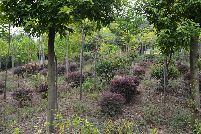 種植基地